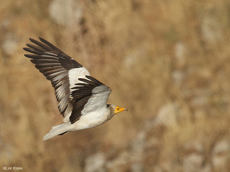   Egyptian Vulture  Neophron percnopterus    ,Gamla nature reserve,Golan, 29-06-10.Lior Kislev